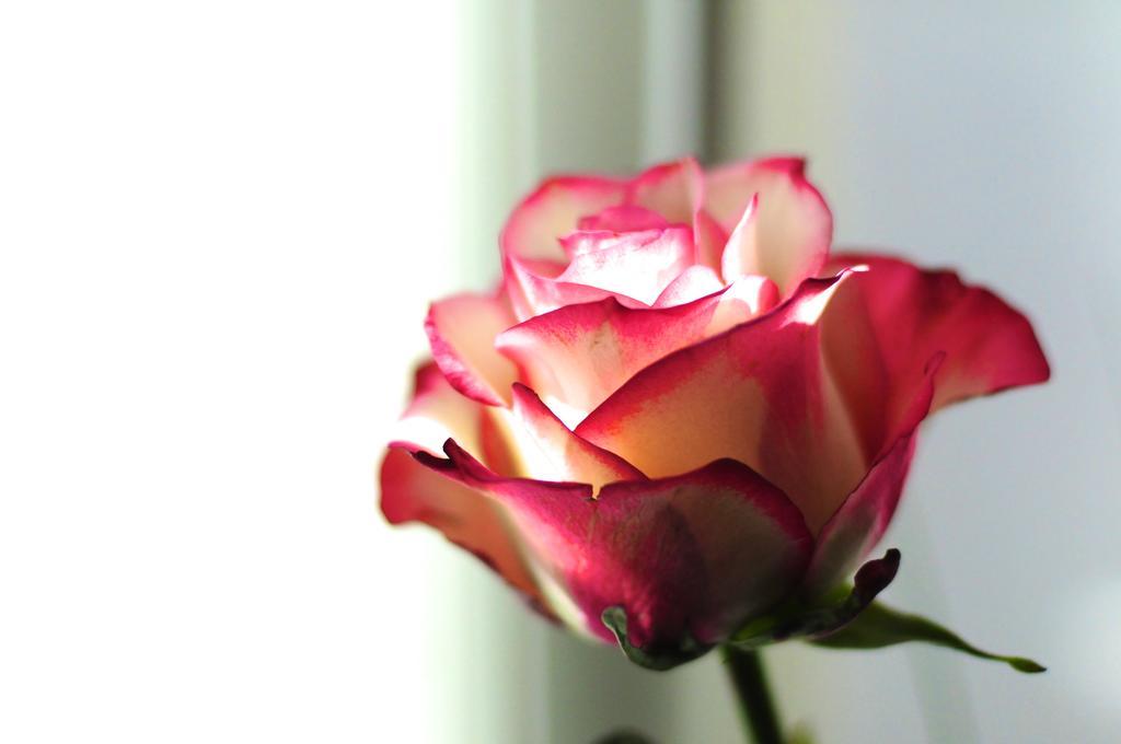 B&B Val Des Roses Brugge Ngoại thất bức ảnh